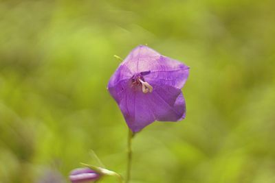 Close-up of purple flower