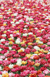 Full frame shot of flowers