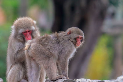 Close-up of monkey