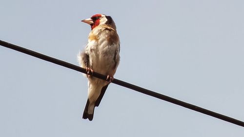 Low angle view of bird perching against clear sky
