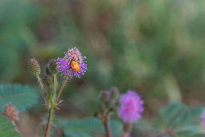 Close-up of purple flowering plant