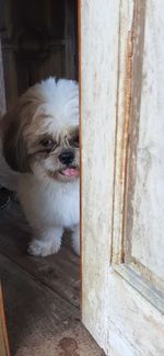 Close-up of a dog looking away