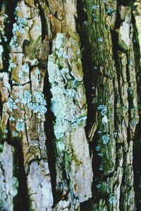 Close-up of moss on rock