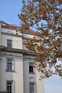 Low angle view of tree and building against sky