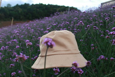 Purple flowering plants on field