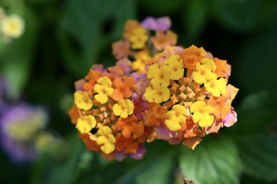 Close-up of fresh yellow flowers blooming in park