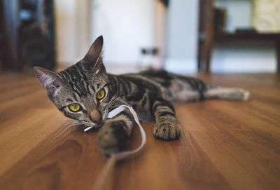 Portrait of kitten playing with shoelace