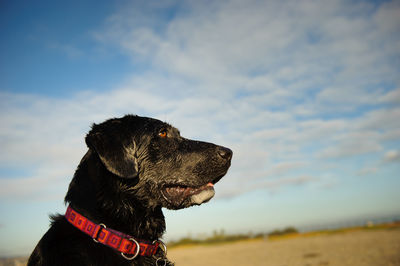 Low angle view of black labrador retriever against sky