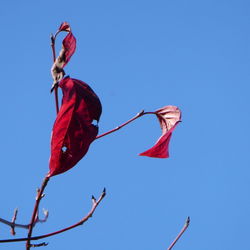 Low angle view of red flowering plant against clear blue sky