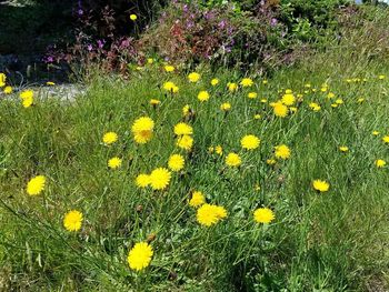 Close-up of yellow flowering plants on field