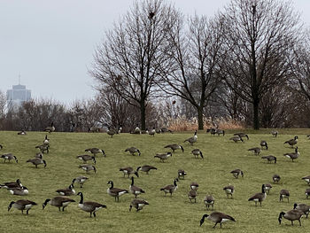 Flock of birds in the field