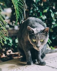 Close-up of portrait of cat sitting against plants