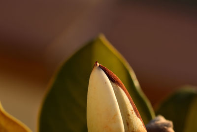 Close-up of banana on flower