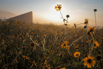 Close-up of flowering plants on field against sky during sunset