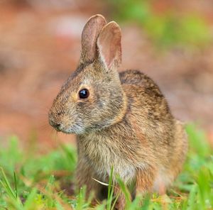 Close-up of squirrel on field