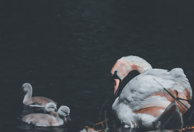 Swans in a lake