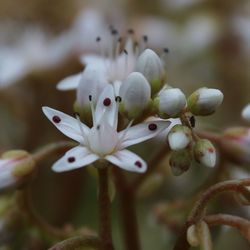 Close-up of fresh white flowers