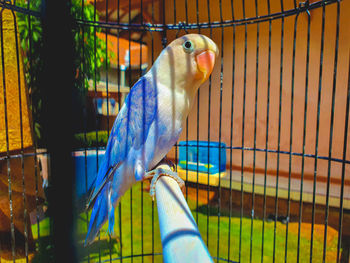 Close-up of parrot in cage