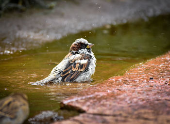 Close-up of bird in lake