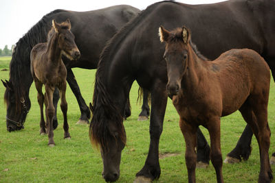 Horses standing in a field