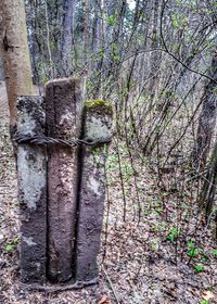 Trees growing in forest