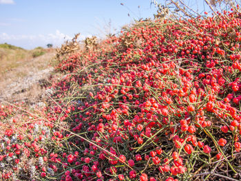 Close-up of red flowers against sky