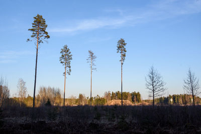 Plants on field against sky