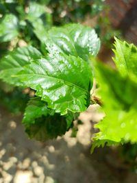 Close-up of fresh green leaves