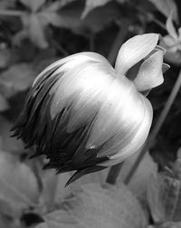 Close-up of plant against blurred background