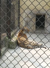 Cat sitting in cage seen through chainlink fence