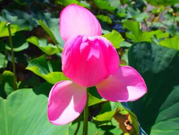 Close-up of pink flowers