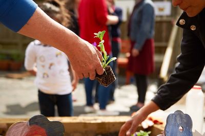 Planting out seedlings