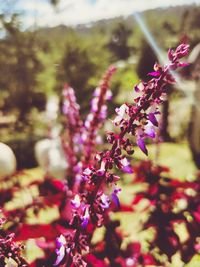 Close-up of pink flowering plant