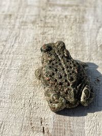 Close-up of lizard on wood