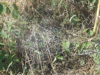 plant
