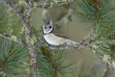 Bird perching on a branch