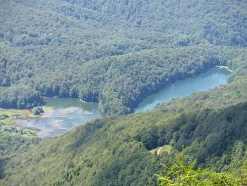 Scenic view of river in forest