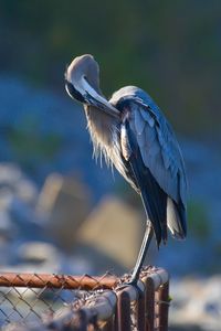 Close-up of bird perching on railing