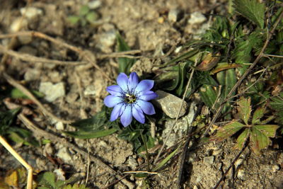 High angle view of purple flowering plant on field