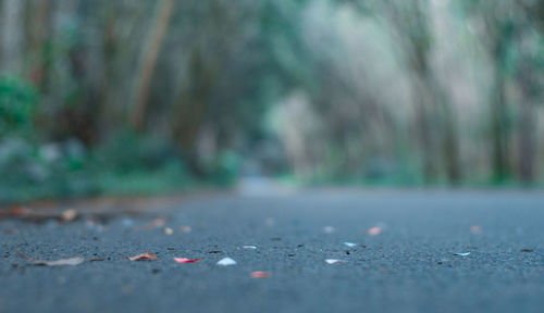 Surface level of leaves on road in city