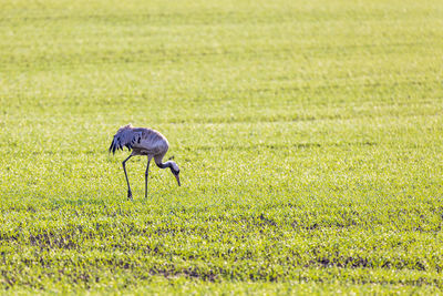 Close-up of a bird on field
