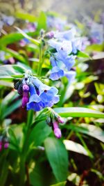 Close-up of purple flowers blooming outdoors