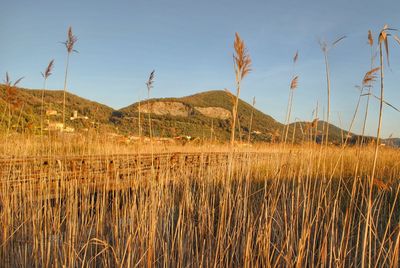 Scenic view of field against clear sky