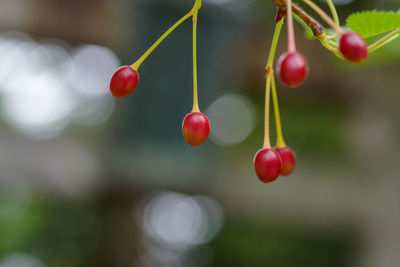 Close-up of grapes growing on plant