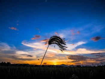 Silhouette plants on field against sky during sunset