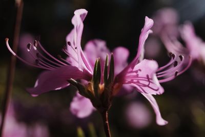Close-up of flower blooming outdoors