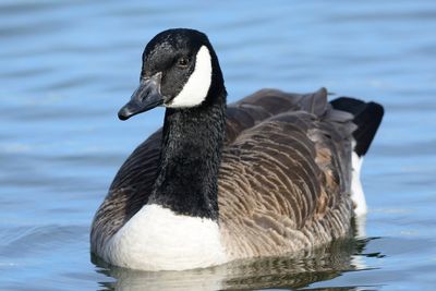 Close-up of a duck in lake