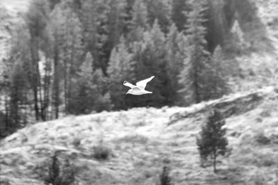 Bird flying in the forest