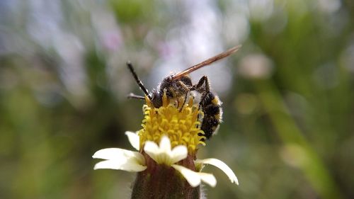 Close-up of butterfly on flower