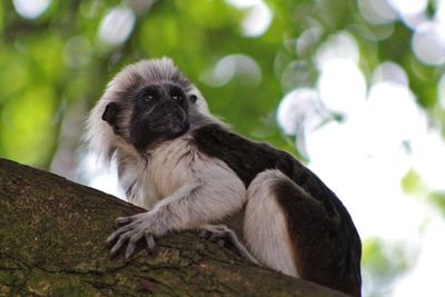 Low angle view of monkey sitting on tree